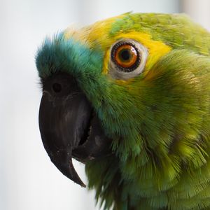 BRASIL EM CORES I