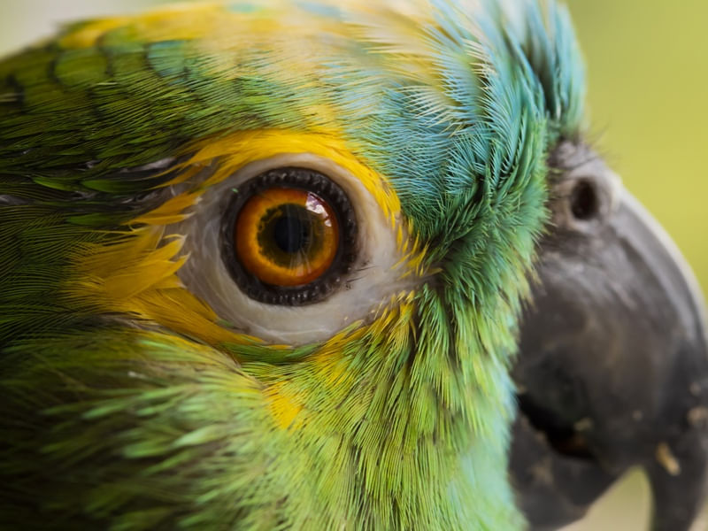 BRASIL EM CORES II