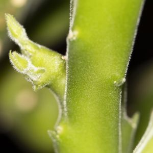 BOTÃO CACTO ESTRELA