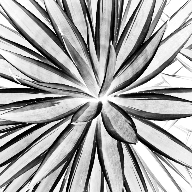AGAVE BLANC