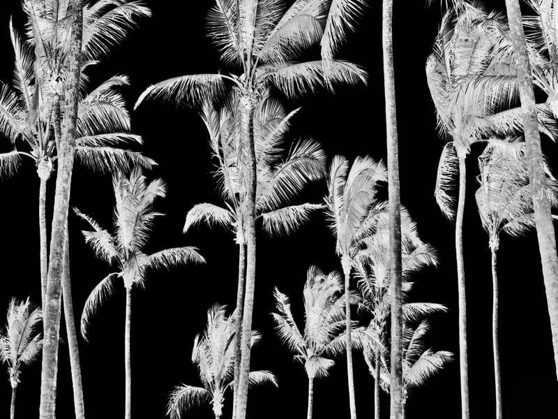 COCONUT VIEW DARK