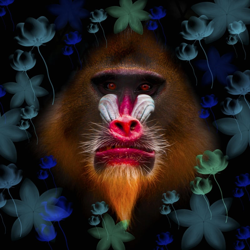 KING MANDRIL