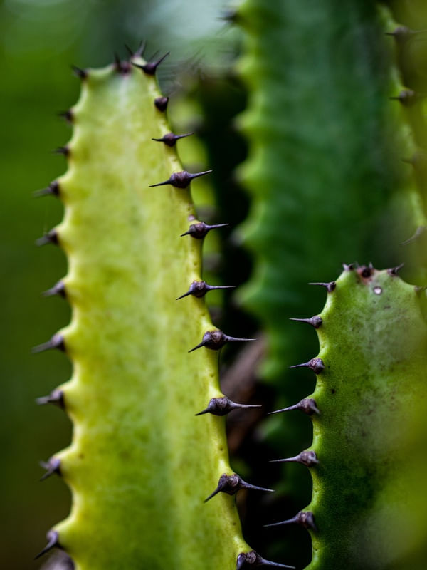 CACTO ESPINHOS