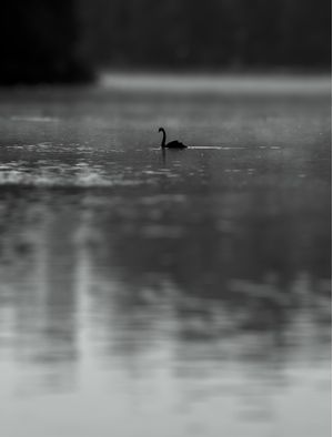 PATO NO IBIRAPUERA