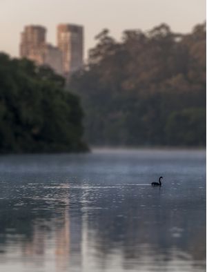 PATO NO IBIRAPUERA II