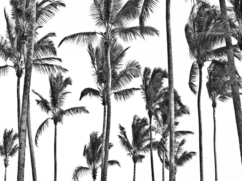 COCONUT VIEW WHITE