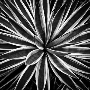 SPIRAL AGAVE