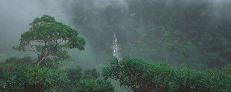 CACHOEIRA DA FLORESTA