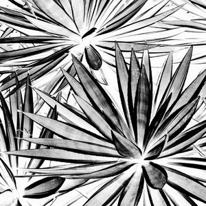 AGAVES 3