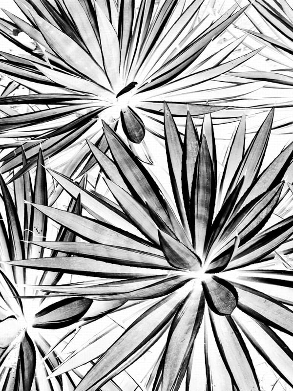 AGAVES 2