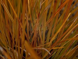 FOLHAS NZ 3