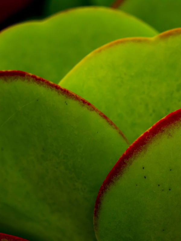 KALANCHOE DÍPTICO 1