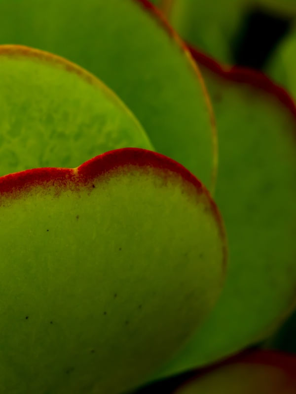 KALANCHOE DÍPTICO 2