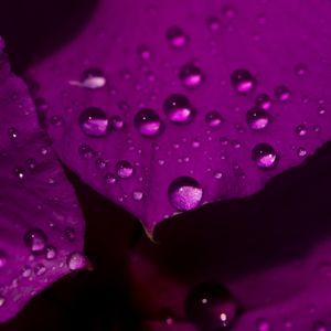 GOTA PURPLE