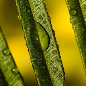 GREEN DEW