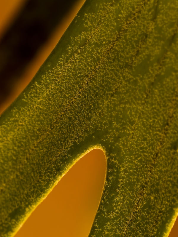 ABSTRACT NATURE