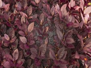 PURPLE FLOWERS NEW ZEALAND