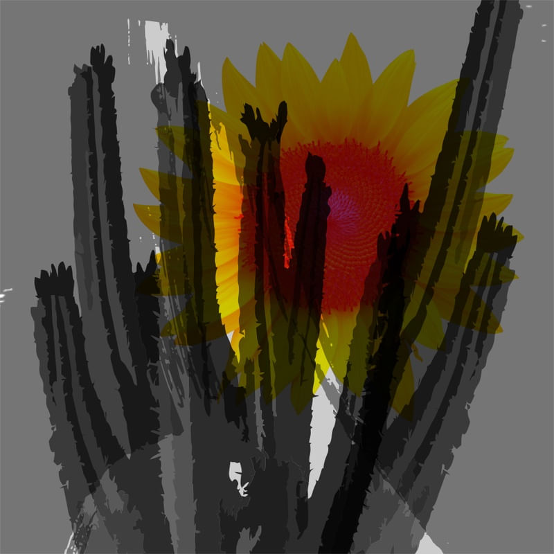 CACTUS 7 - DV