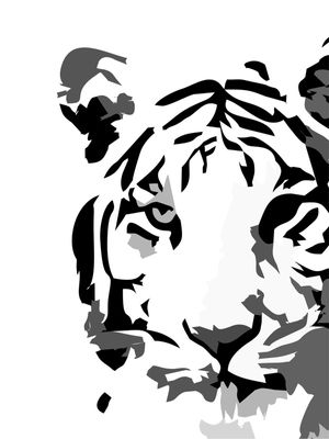 TIGRE BRANCO PB - DV