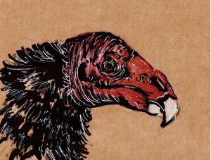 CATHARTES AURA