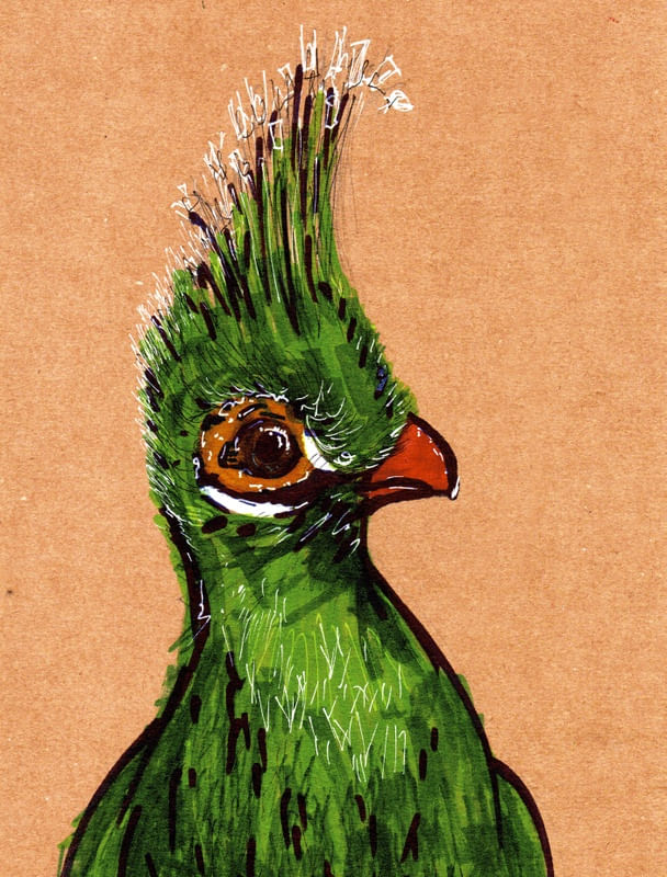 TAURACO PERSA