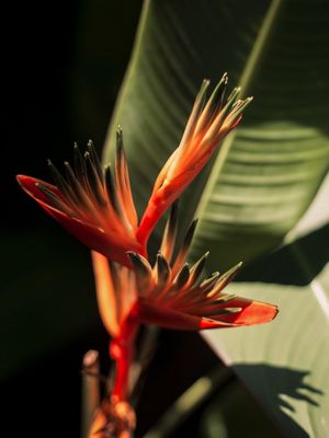 AVE DO PARAÍSO 3