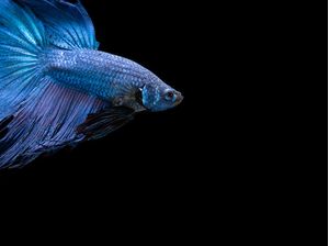 PEIXE NO AQUÁRIO BETA 5