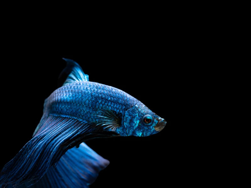 PEIXE NO AQUÁRIO BETA 7
