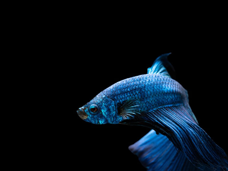 PEIXE NO AQUÁRIO BETA 8