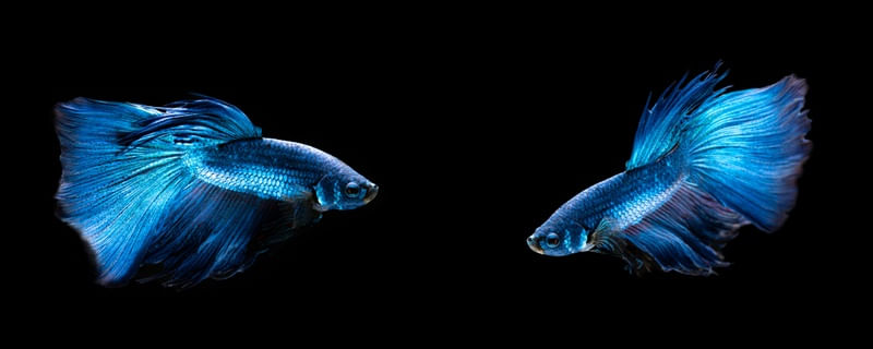 PEIXE NO AQUÁRIO 3