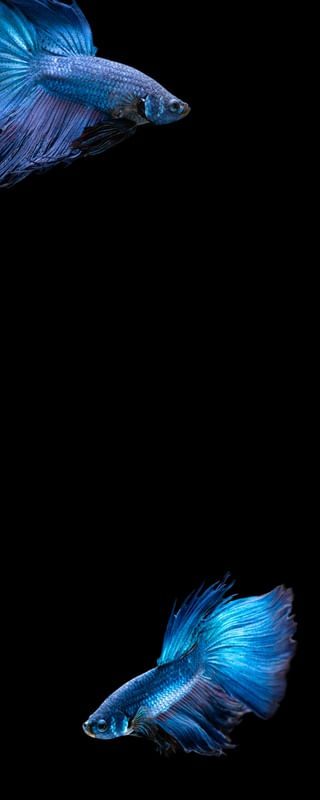 PEIXE NO AQUÁRIO 4