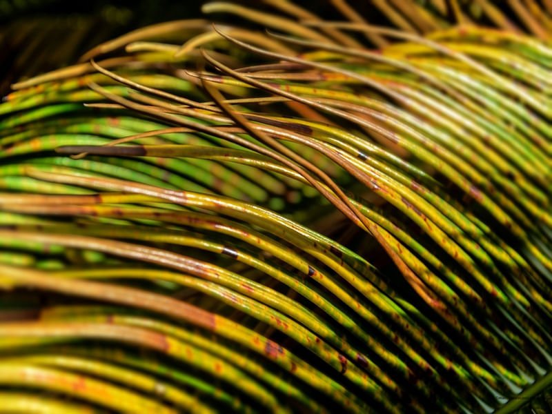 SÉRIE NATURE 2/4
