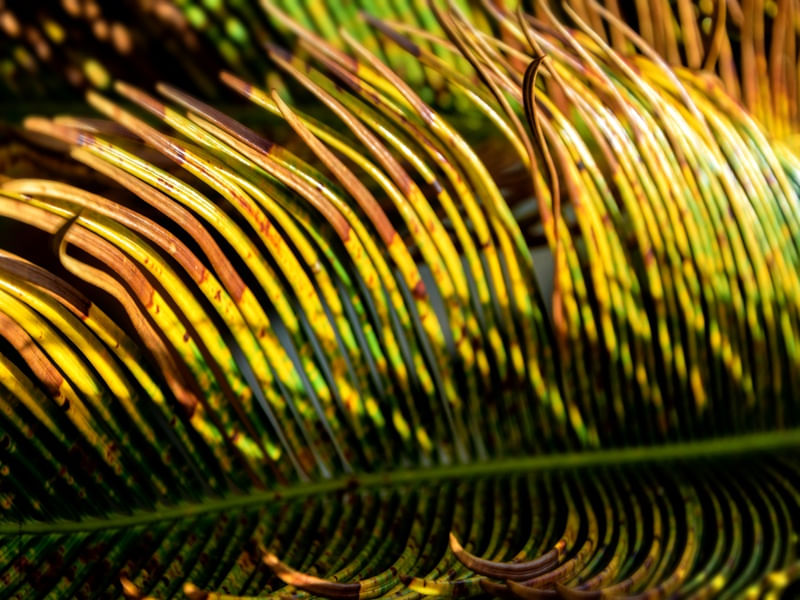 SÉRIE NATURE 3/4