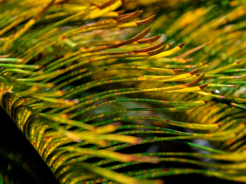 SÉRIE NATURE 4/4