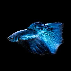PEIXE BETA NO AQUÁRIO 6