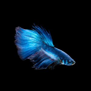 PEIXE BETA NO AQUÁRIO