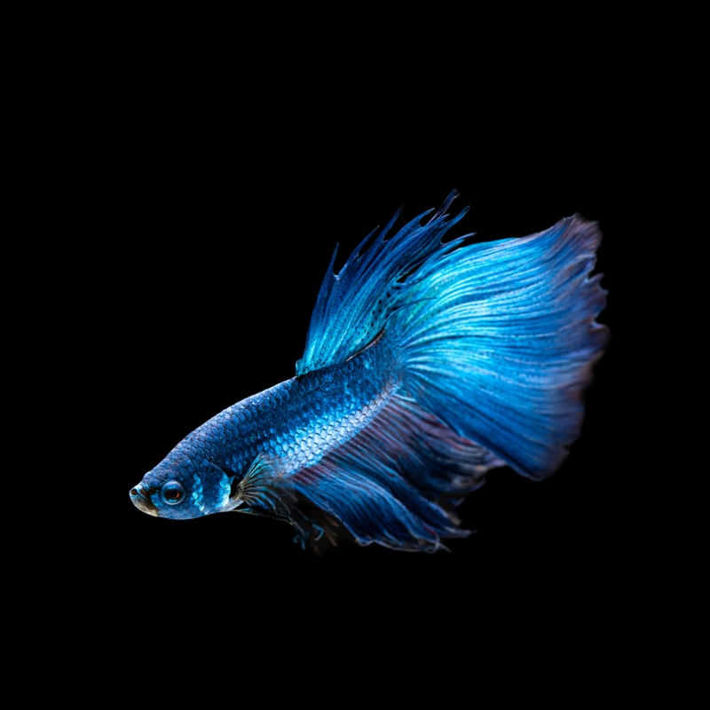 PEIXE BETA NO AQUÁRIO 2