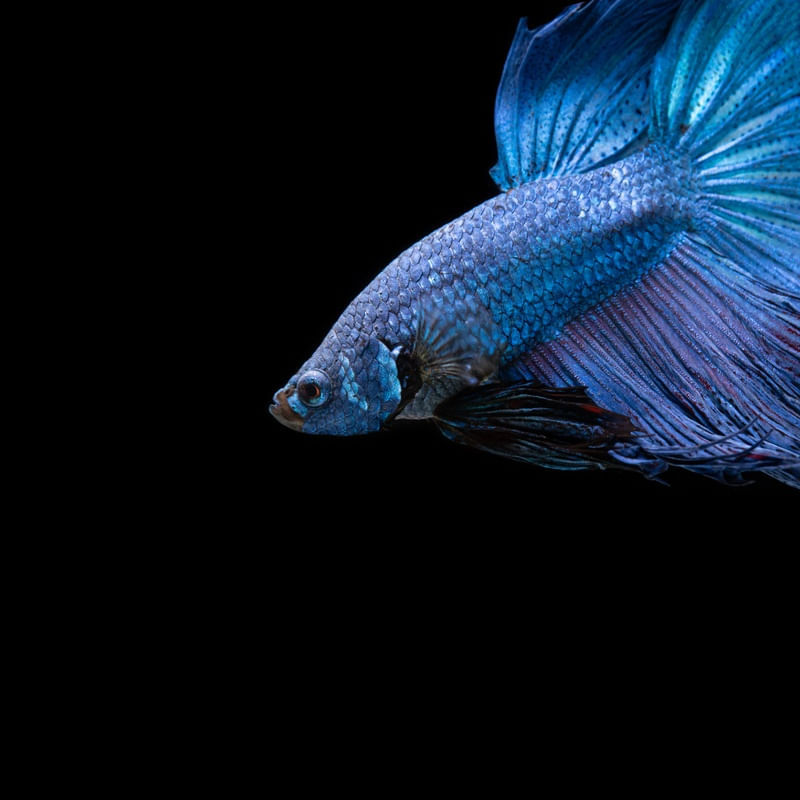PEIXE BETA NO AQUÁRIO 4