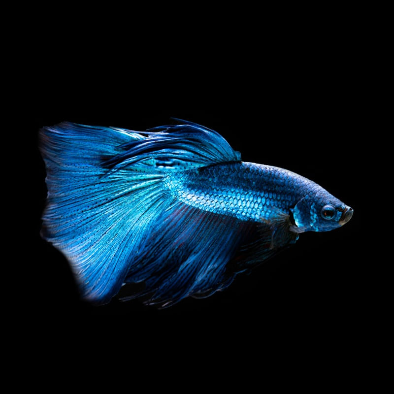 PEIXE BETA NO AQUÁRIO 5