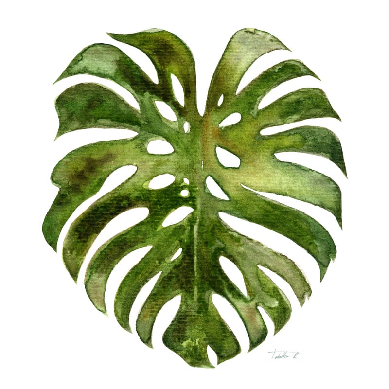 MONSTERA LEAF