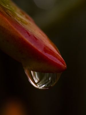 GOTA RED