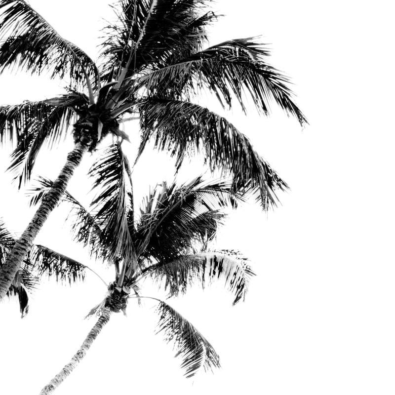 COCONUT VIEW
