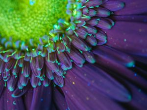 UV FLOWER SERIES (PÉTALAS)