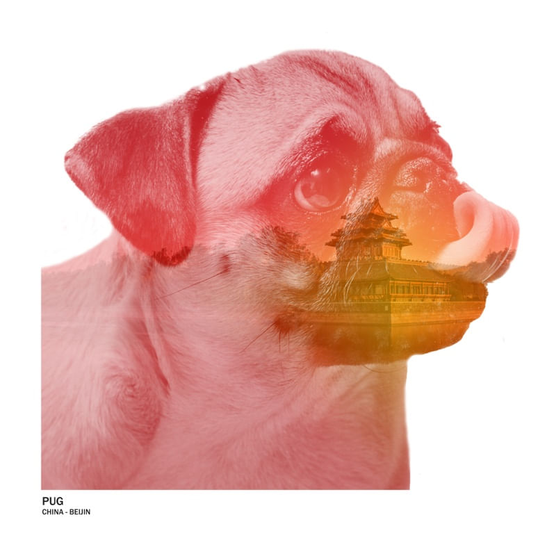 CITIES & DOGS / PUG - BEIJIN
