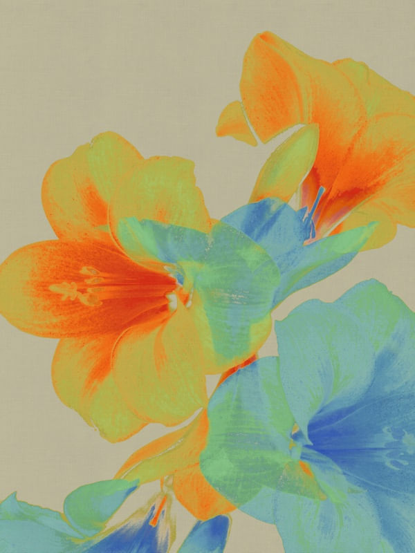 YELLOW FLOWER1