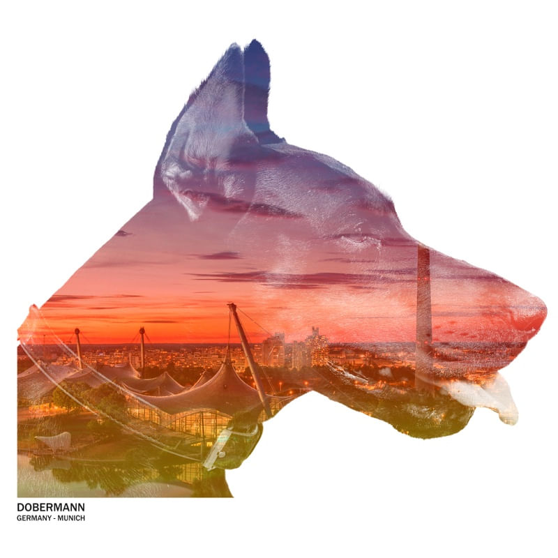 DOGS & CITIES / DOBERMANN - MUNICH