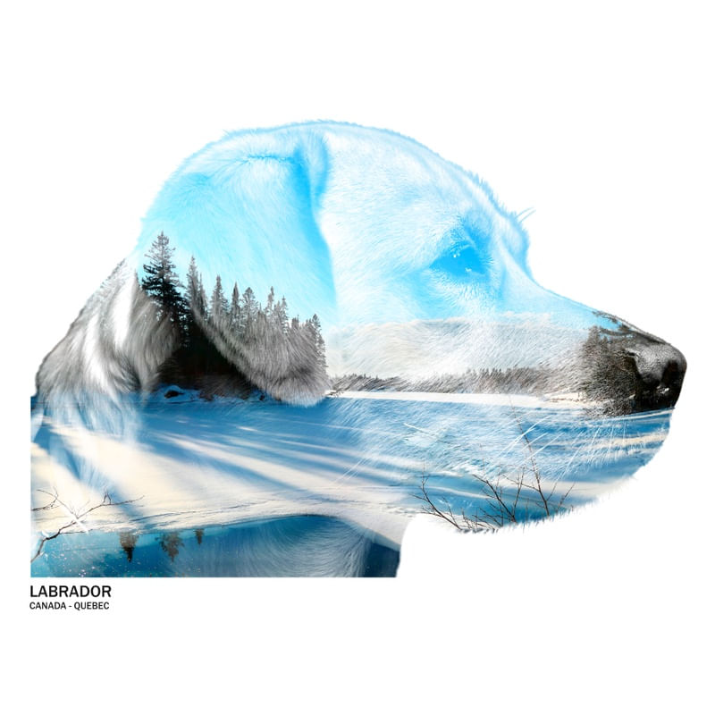 DOGS & CITIES / LABRADOR - QUEBEC