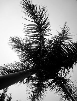 NATUREZA EM LINHAS