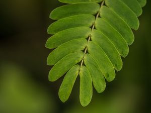 LEAVES MACRO