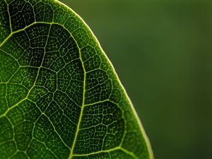 MACRO_LEAF
